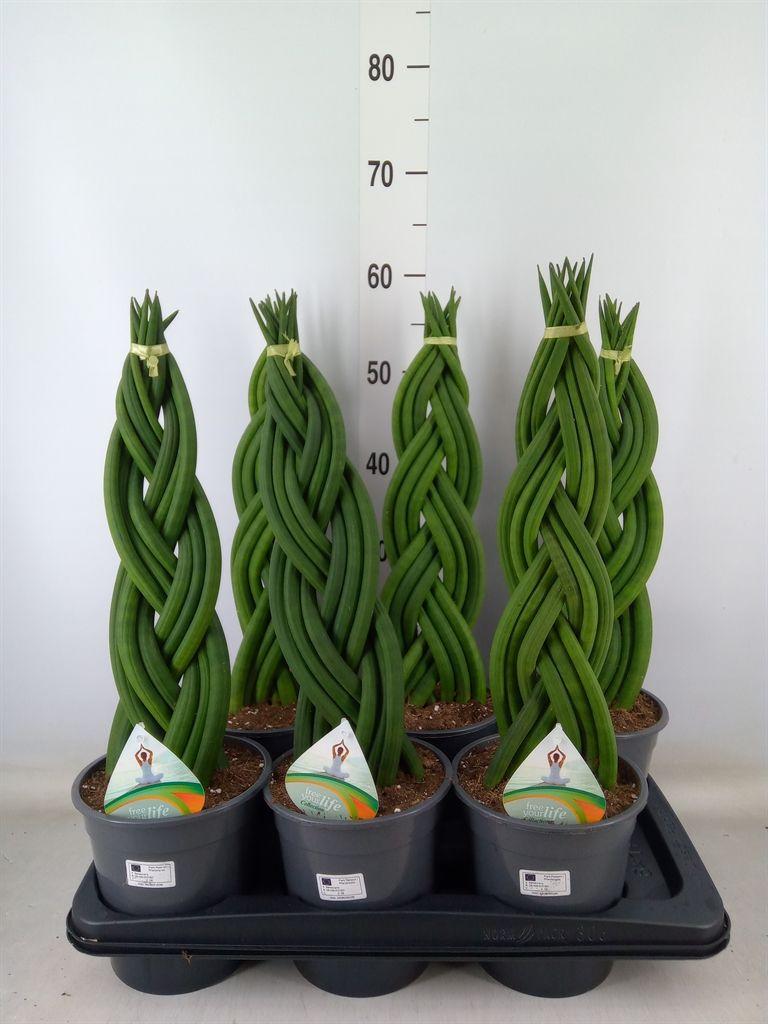 Горшечные цветы и растения оптом Sansevieria Cyl.  ... от 6шт из Голландии с доставкой по России