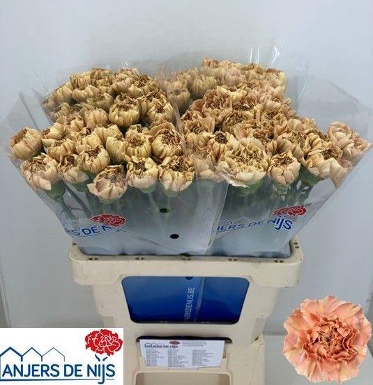 Срезанные цветы оптом Dianthus st saona+ от 80шт. из Голландии с доставкой по России