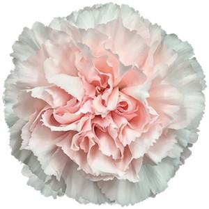 Срезанные цветы оптом Dianthus st maruchi от 240шт из Голландии с доставкой по России