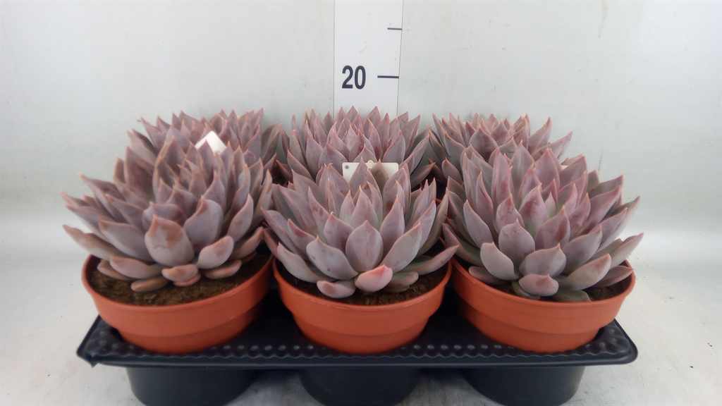Горшечные цветы и растения оптом Echeveria   ... от 6шт из Голландии с доставкой по России