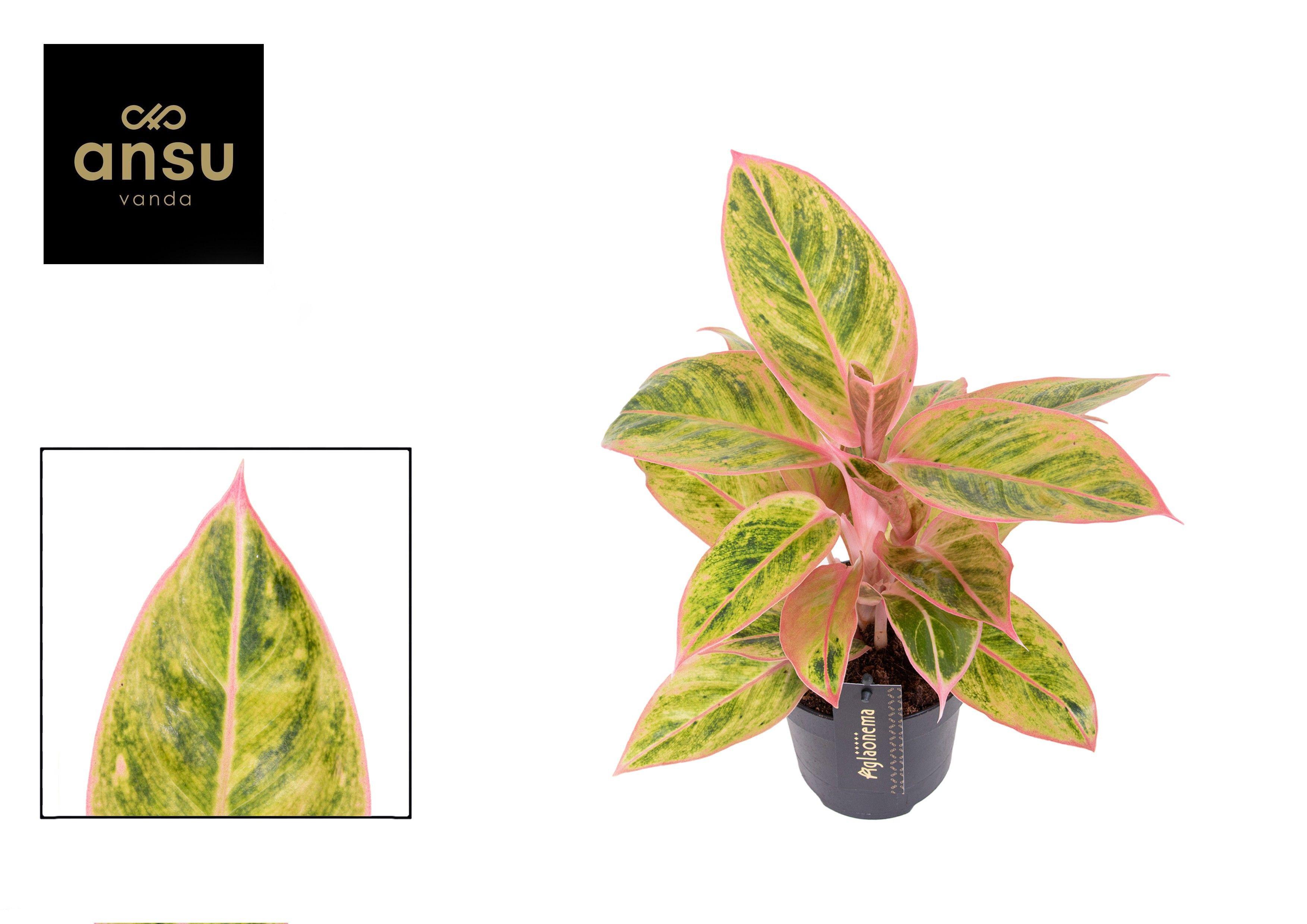 Горшечные цветы и растения оптом Aglaonema Salmon Fantasy от 6шт из Голландии с доставкой по России