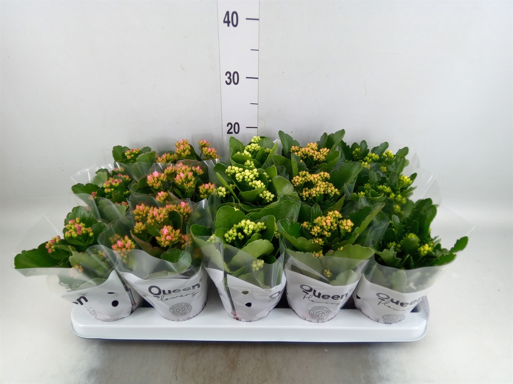 Горшечные цветы и растения оптом Kalanchoe Blos.   ..rosebud Mix  5 от 15шт (для телеги) из Голландии с доставкой по России
