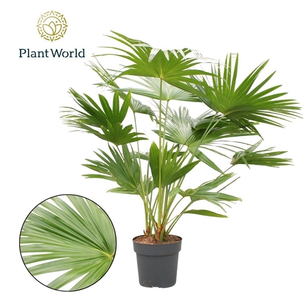Горшечные цветы и растения оптом Livistona Rotundifolia (decorum) от 1шт из Голландии с доставкой по России