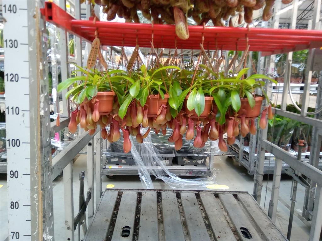 Горшечные цветы и растения оптом Nepenthes Alata от 1шт из Голландии с доставкой по России