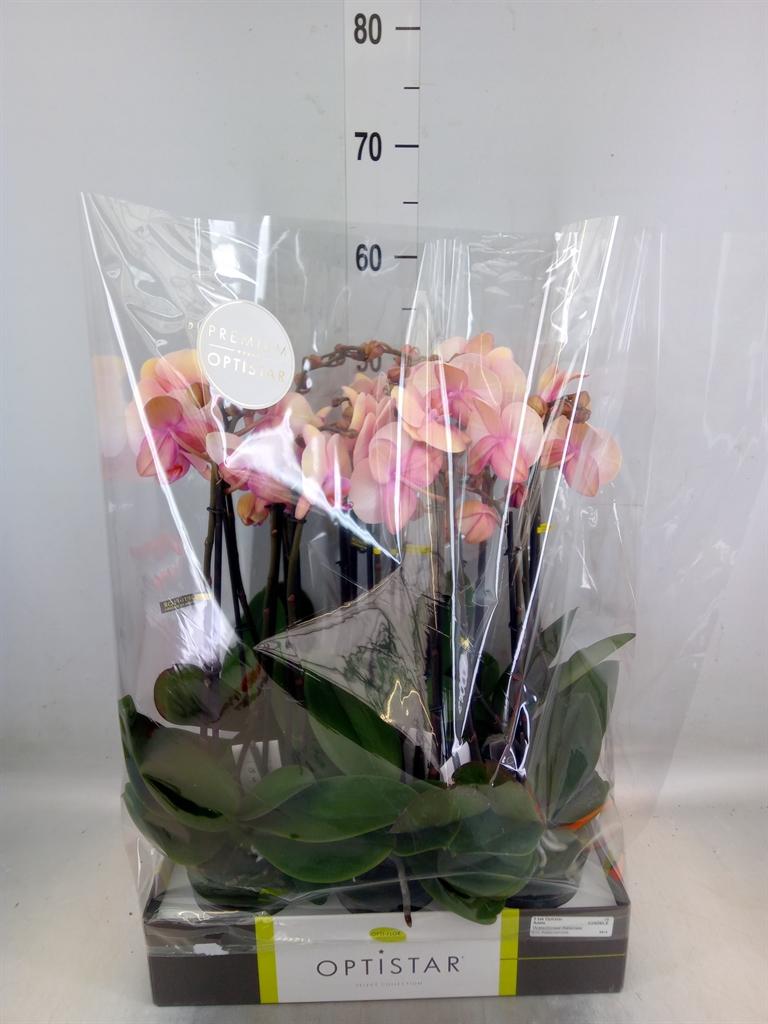 Горшечные цветы и растения оптом Phalaenopsis   ...rose от 6шт из Голландии с доставкой по России