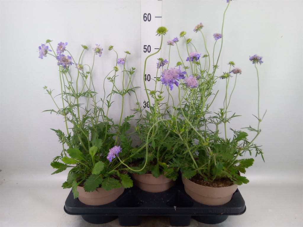 Горшечные цветы и растения оптом Scabiosa Japonica от 3шт из Голландии с доставкой по России