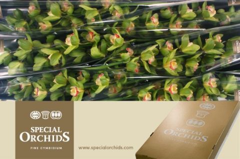 Срезанные цветы оптом Cymbidium green miretflor от 8шт. из Голландии с доставкой по России