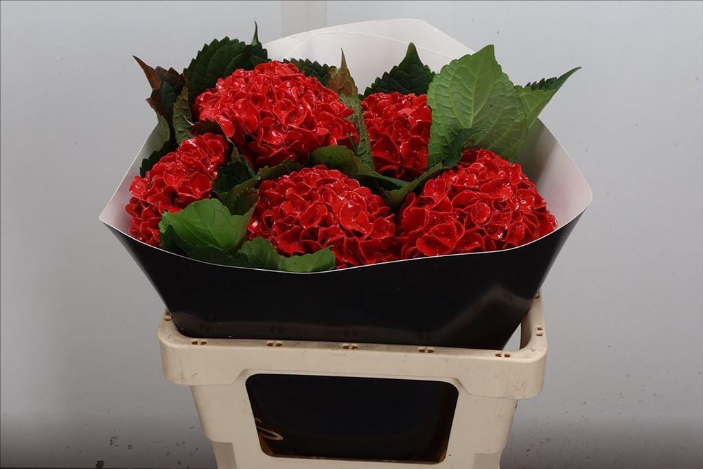 Срезанные цветы оптом Hydrangea wax red light от 5шт из Голландии с доставкой по России