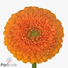 Срезанные цветы оптом Germini diamond gerponi fanta от 80шт из Голландии с доставкой по России