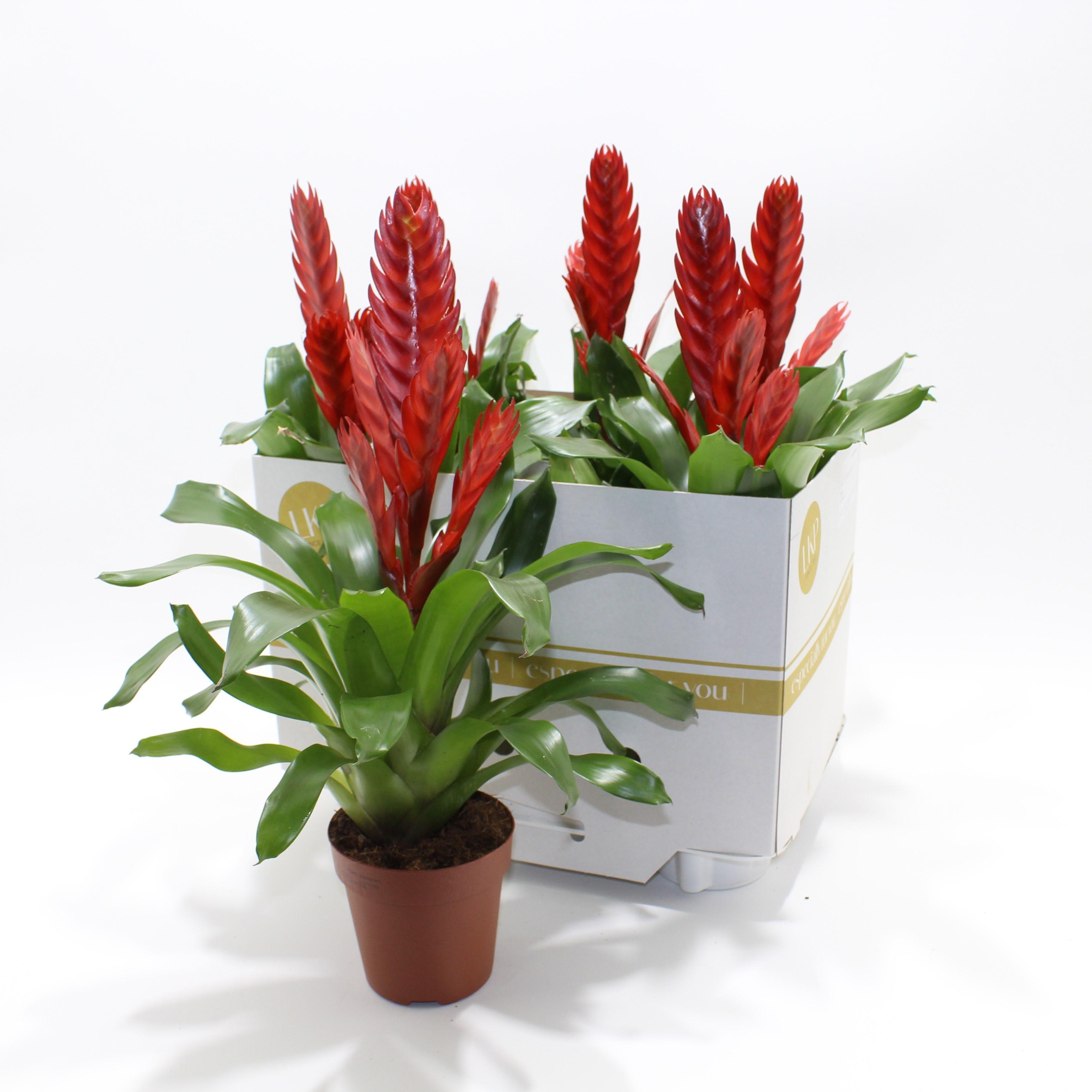 Горшечные цветы и растения оптом Vries Style от 6шт из Голландии с доставкой по России