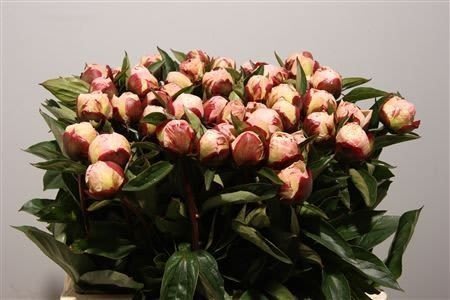 Срезанные цветы оптом Paeonia gardenia от 60шт из Голландии с доставкой по России