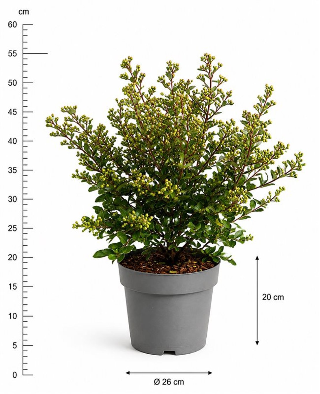 Горшечные цветы и растения оптом Lagerstroemia I. With Love Virgin от 1шт из Голландии с доставкой по России