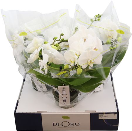 Горшечные цветы и растения оптом Phal Dioro Prestige 2 Tak от 3шт из Голландии с доставкой по России