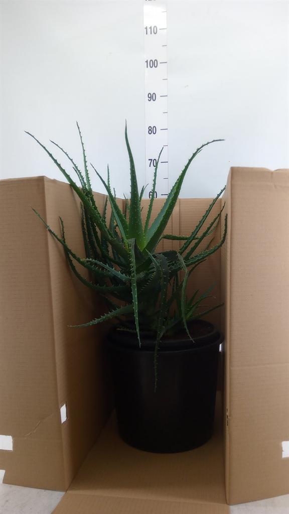Горшечные цветы и растения оптом Aloe Arborescens от 1шт из Голландии с доставкой по России