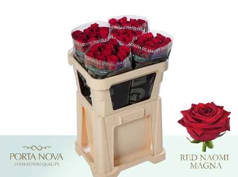 Срезанные цветы оптом Rosa la red naomi! Magna Porta Nova от 50шт из Голландии с доставкой по России
