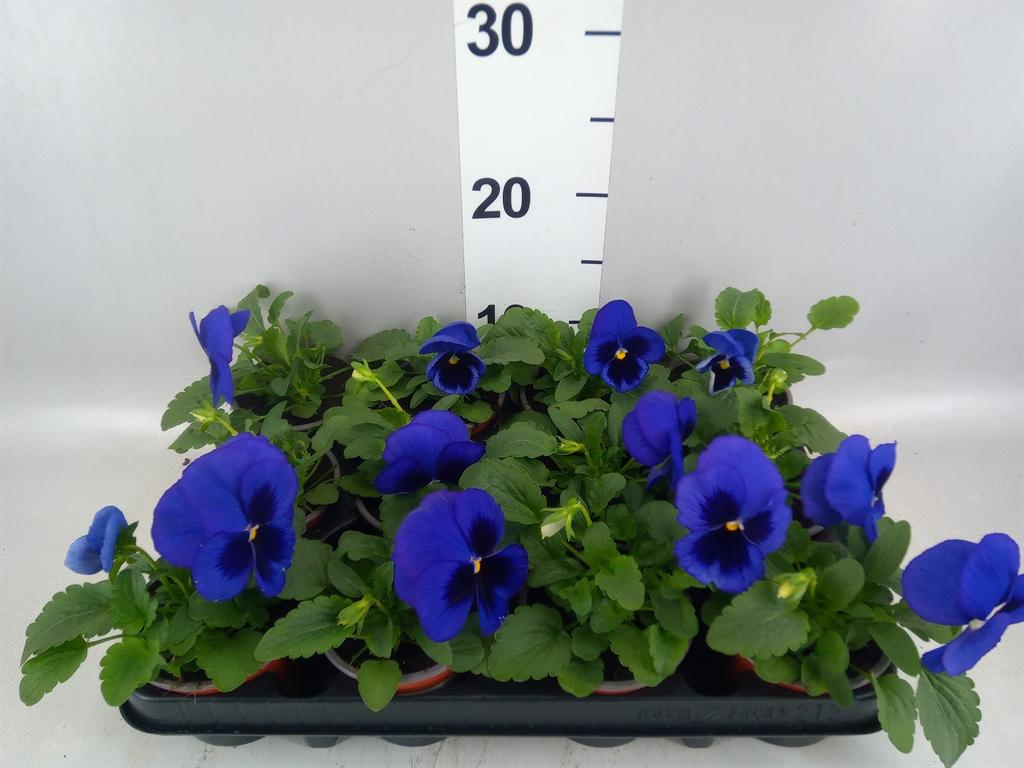 Горшечные цветы и растения оптом Viola Wr. delta Blue Wblotch от 12шт (для телеги) из Голландии с доставкой по России
