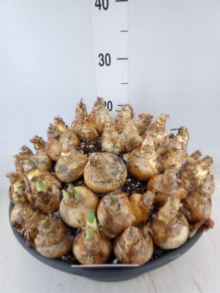 Горшечные цветы и растения оптом Narcissus   ... от 1шт из Голландии с доставкой по России