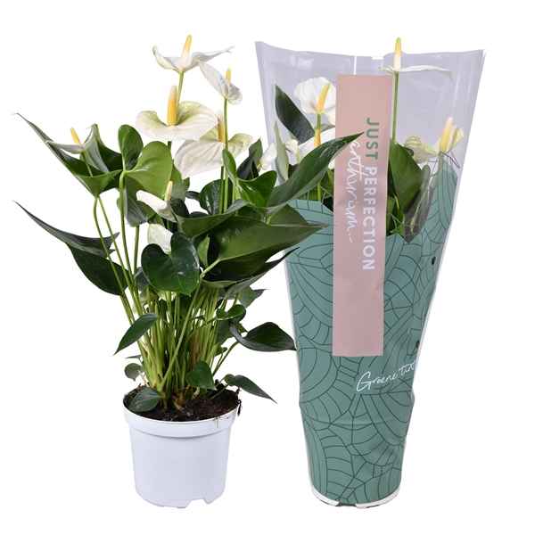 Горшечные цветы и растения оптом Anth An Cocos 5+ Just Perfection (xl Flowers) от 7шт из Голландии с доставкой по России