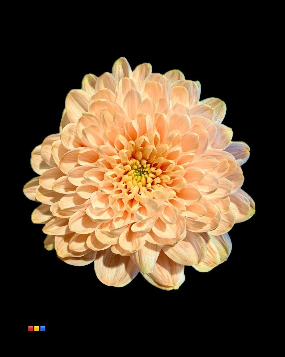 Срезанные цветы оптом Chrys sp paint altaj apricot от 40шт из Голландии с доставкой по России