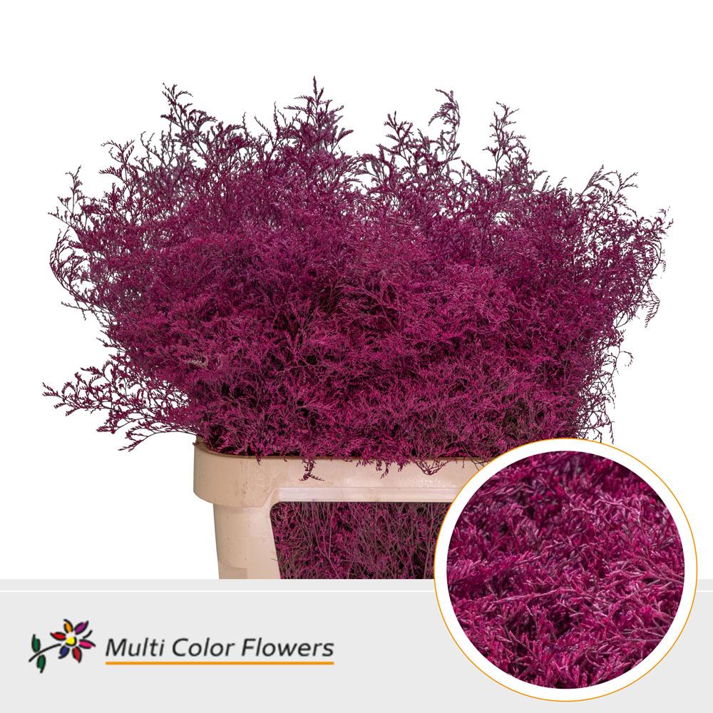 Срезанные цветы оптом Limonium beltlaard paint cerise от 25шт из Голландии с доставкой по России