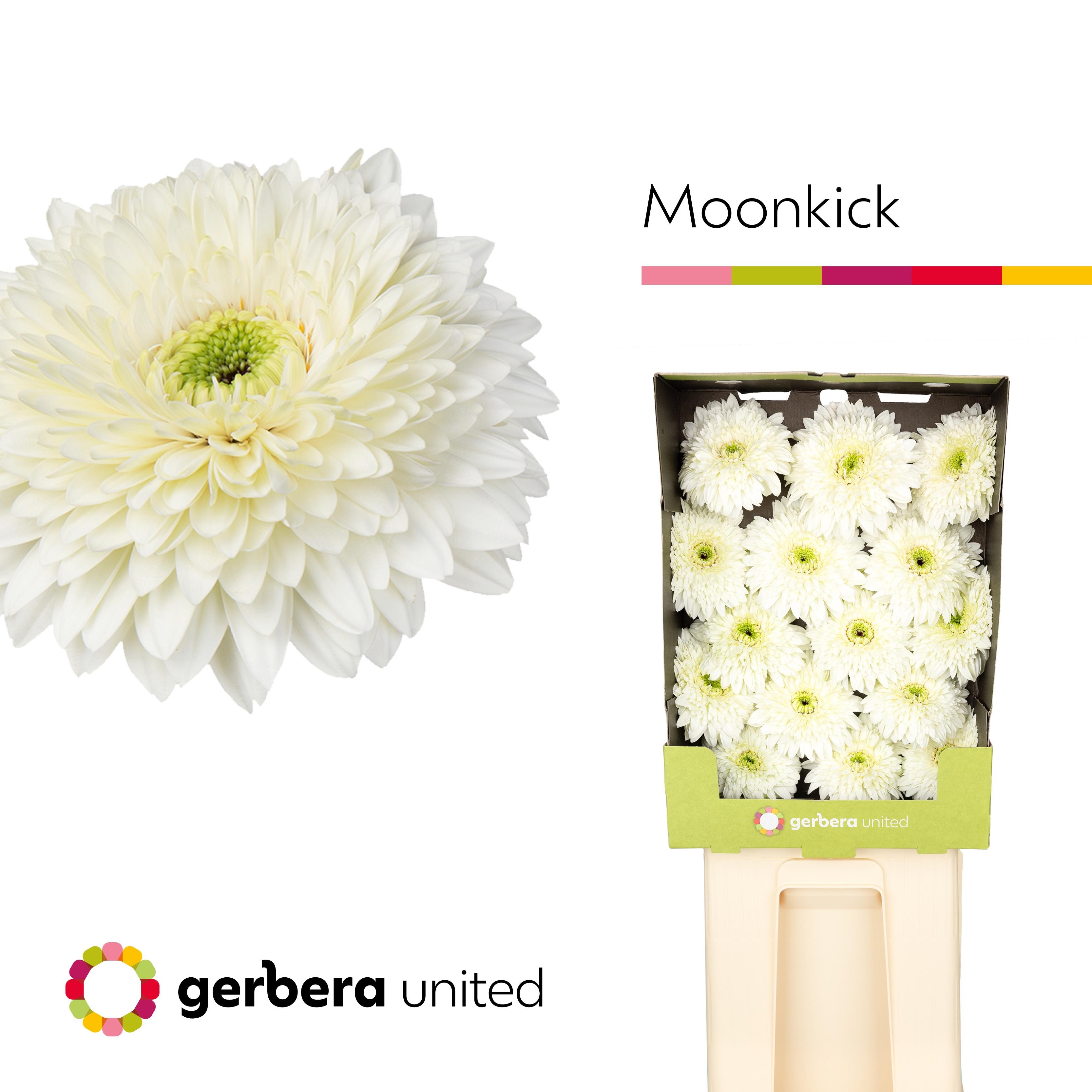 Срезанные цветы оптом Gerbera diamond terra moon kick от 15шт из Голландии с доставкой по России