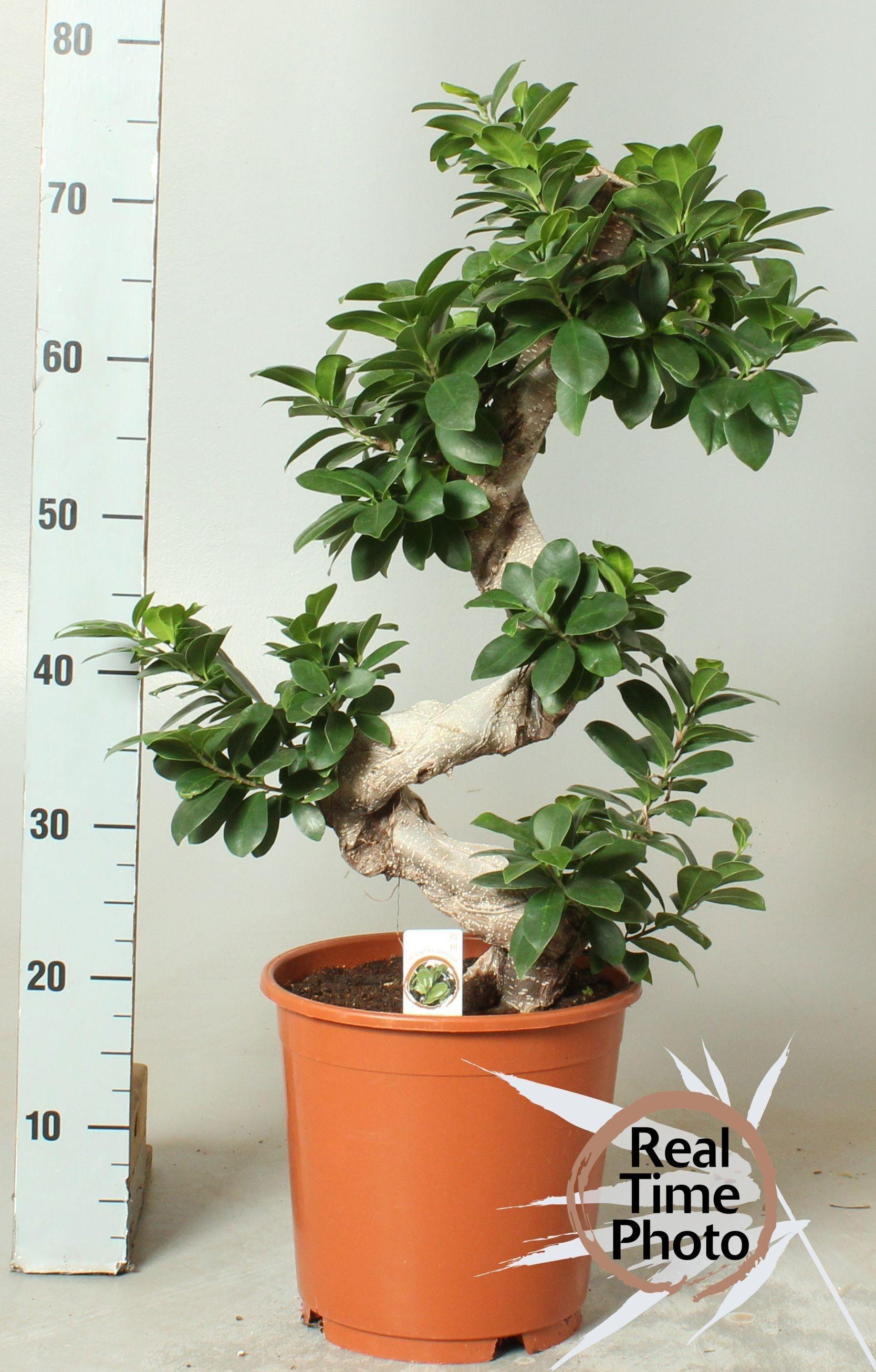 Горшечные цветы и растения оптом Ficus Ginseng от 1шт из Голландии с доставкой по России