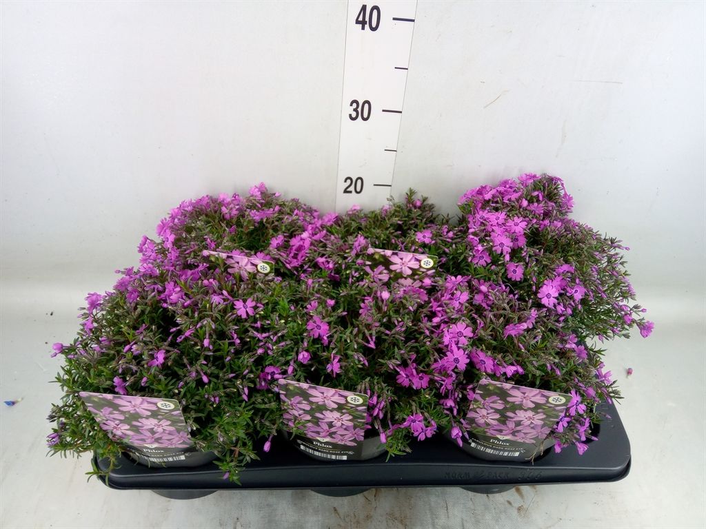 Горшечные цветы и растения оптом Phlox Sub. от 6шт из Голландии с доставкой по России