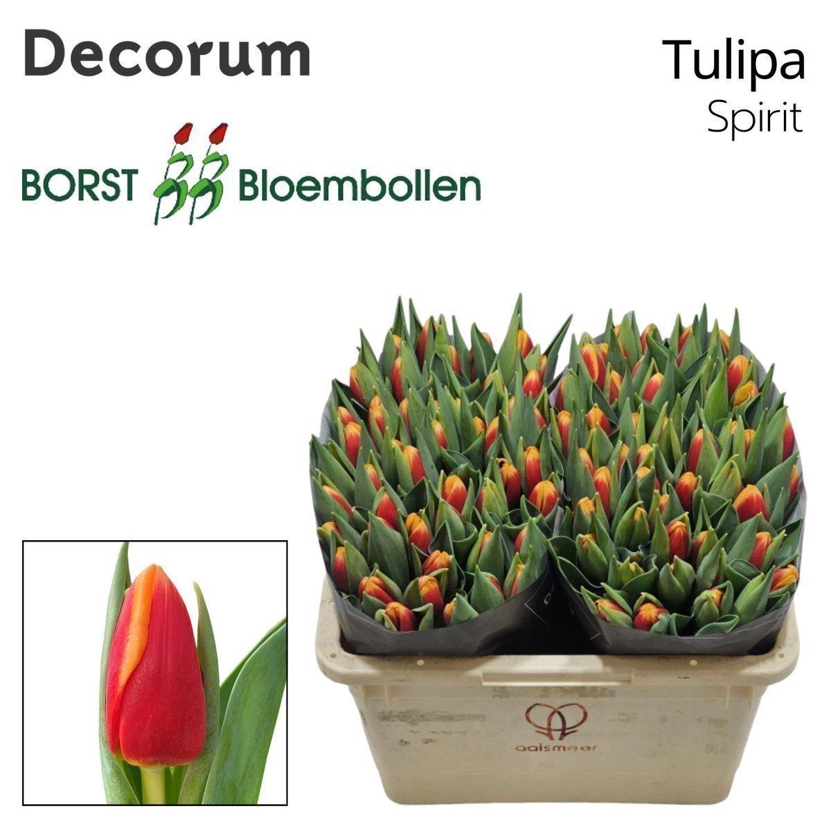Срезанные цветы оптом Tulipa si spirit от 50шт из Голландии с доставкой по России