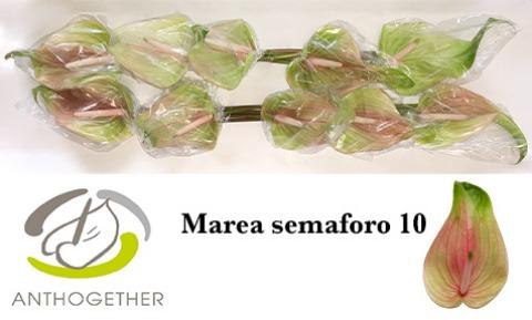 Срезанные цветы оптом Anthurium marea от 10шт из Голландии с доставкой по России
