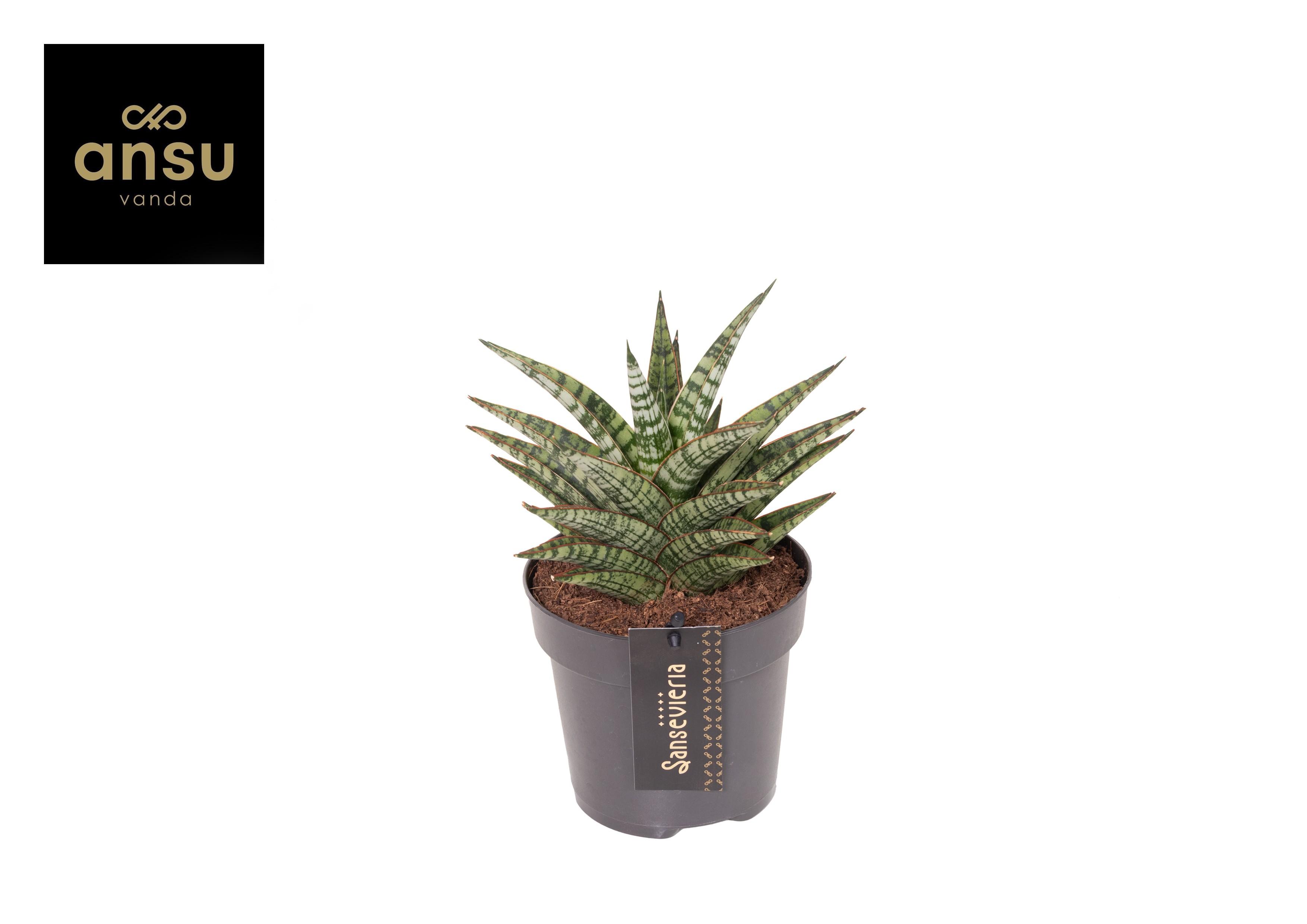 Горшечные цветы и растения оптом Sansevieria Comet Mini Queen от 10шт из Голландии с доставкой по России