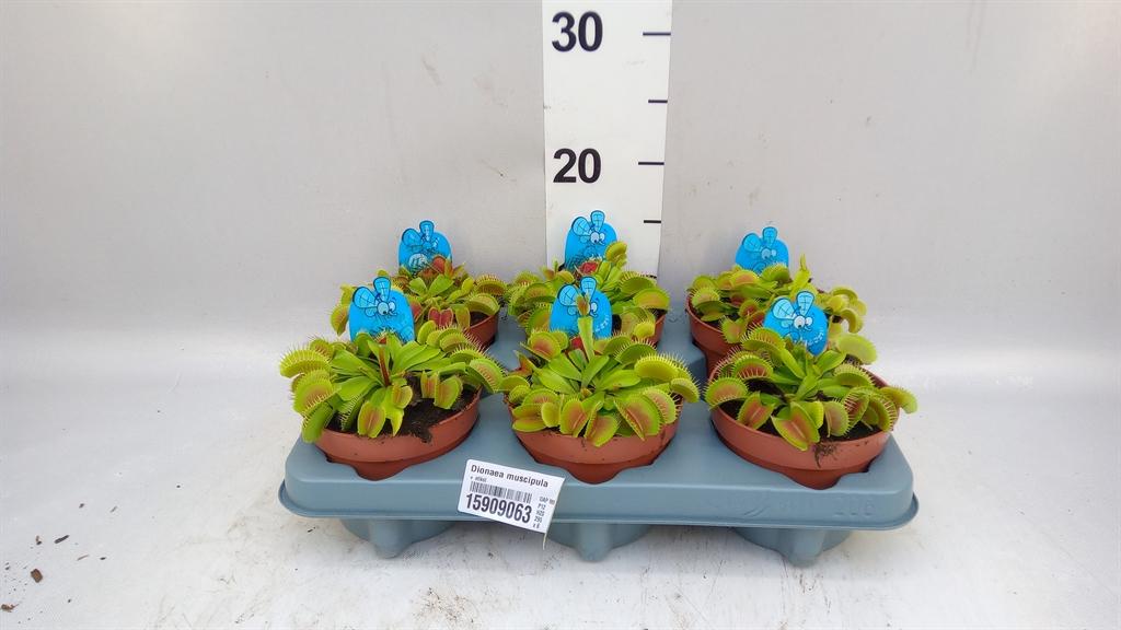 Горшечные цветы и растения оптом Dionaea Muscipula A от 6шт из Голландии с доставкой по России
