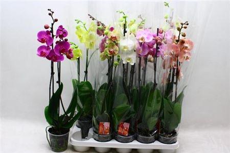 Горшечные цветы и растения оптом Phal 2st Mix 18+ (konst) от 10шт из Голландии с доставкой по России