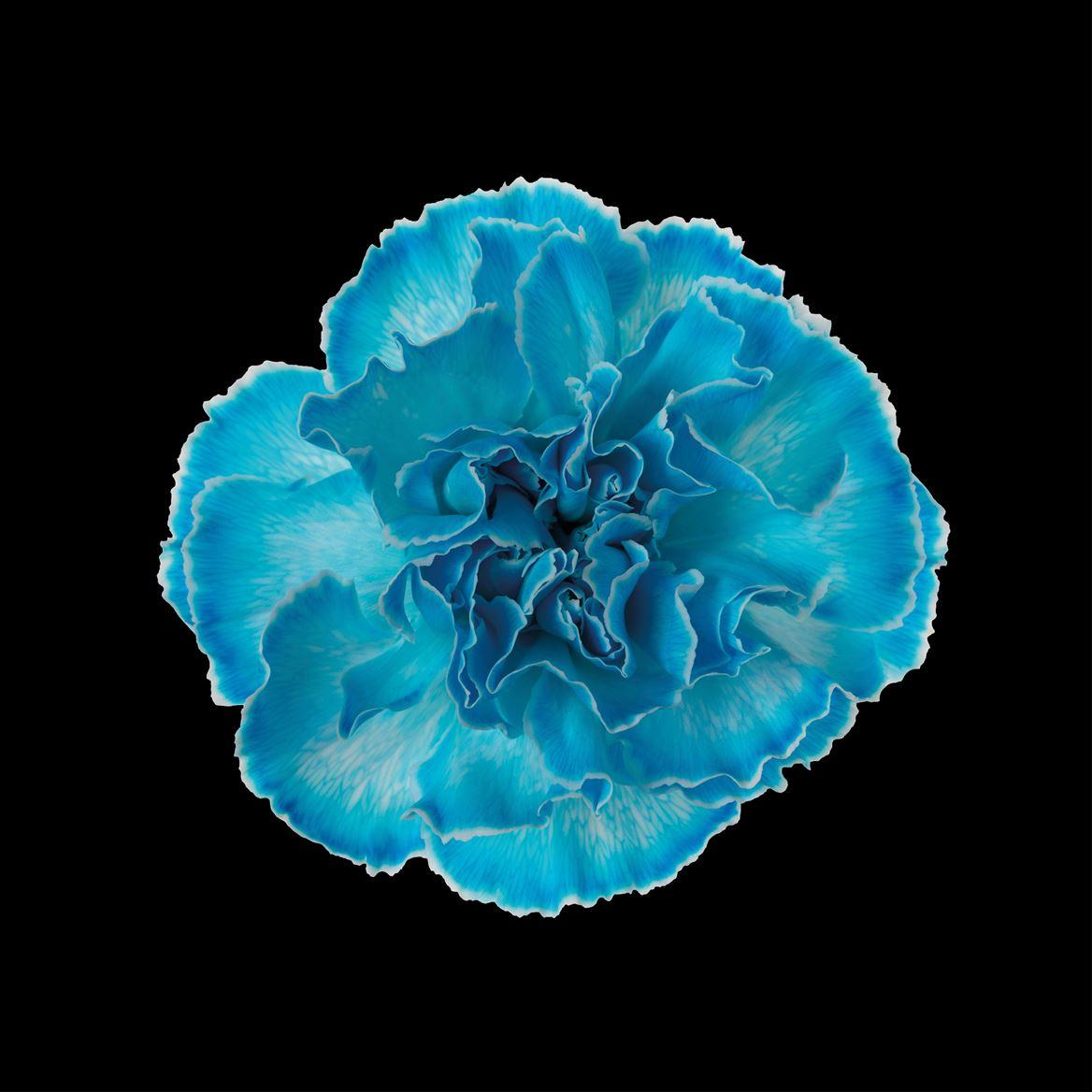 Срезанные цветы оптом Dianthus st paint blue light от 80шт из Голландии с доставкой по России