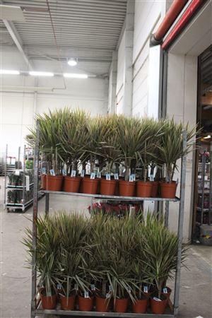 Горшечные цветы и растения оптом Dra Marg Bicolor 30-10 Cm 2 Stekken от 1шт из Голландии с доставкой по России