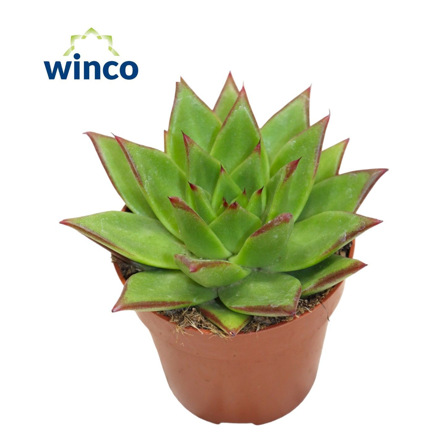 Горшечные цветы и растения оптом Echev Ov от 18шт (для телеги) из Голландии с доставкой по России