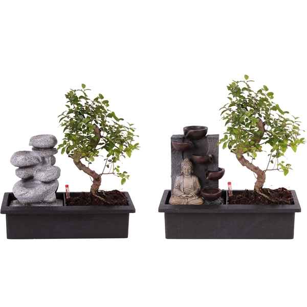 Горшечные цветы и растения оптом Bonsai Mix S-shape Easy Care In Zen Stone от 4шт из Голландии с доставкой по России
