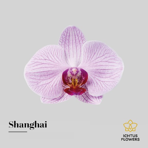Срезанные цветы оптом Phalaenopsis shanghai (per flower) от 100шт из Голландии с доставкой по России