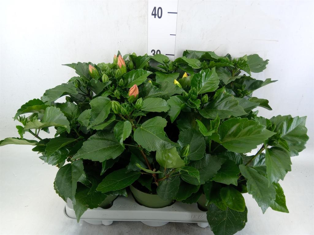 Горшечные цветы и растения оптом Hibiscus Rosa-sin.   ...mix от 6шт из Голландии с доставкой по России
