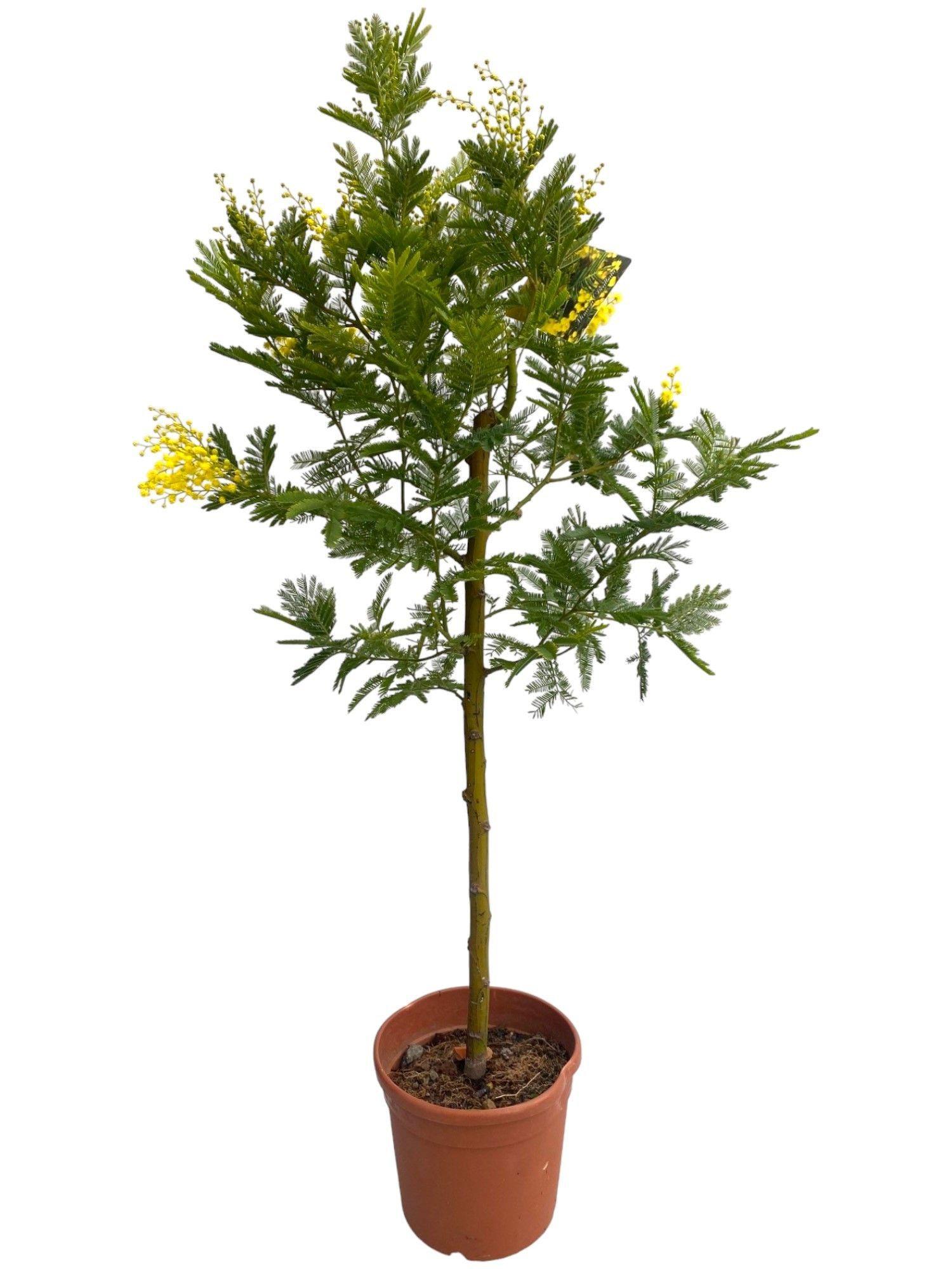Горшечные цветы и растения оптом Acacia Dealbata Mimosa On Stem от 1шт из Голландии с доставкой по России
