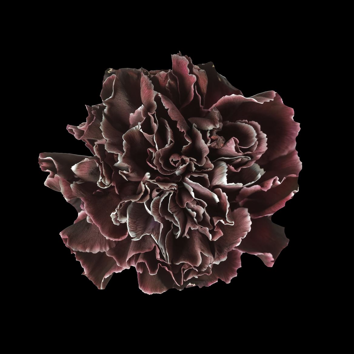 Срезанные цветы оптом Dianthus st paint cassis от 80шт из Голландии с доставкой по России