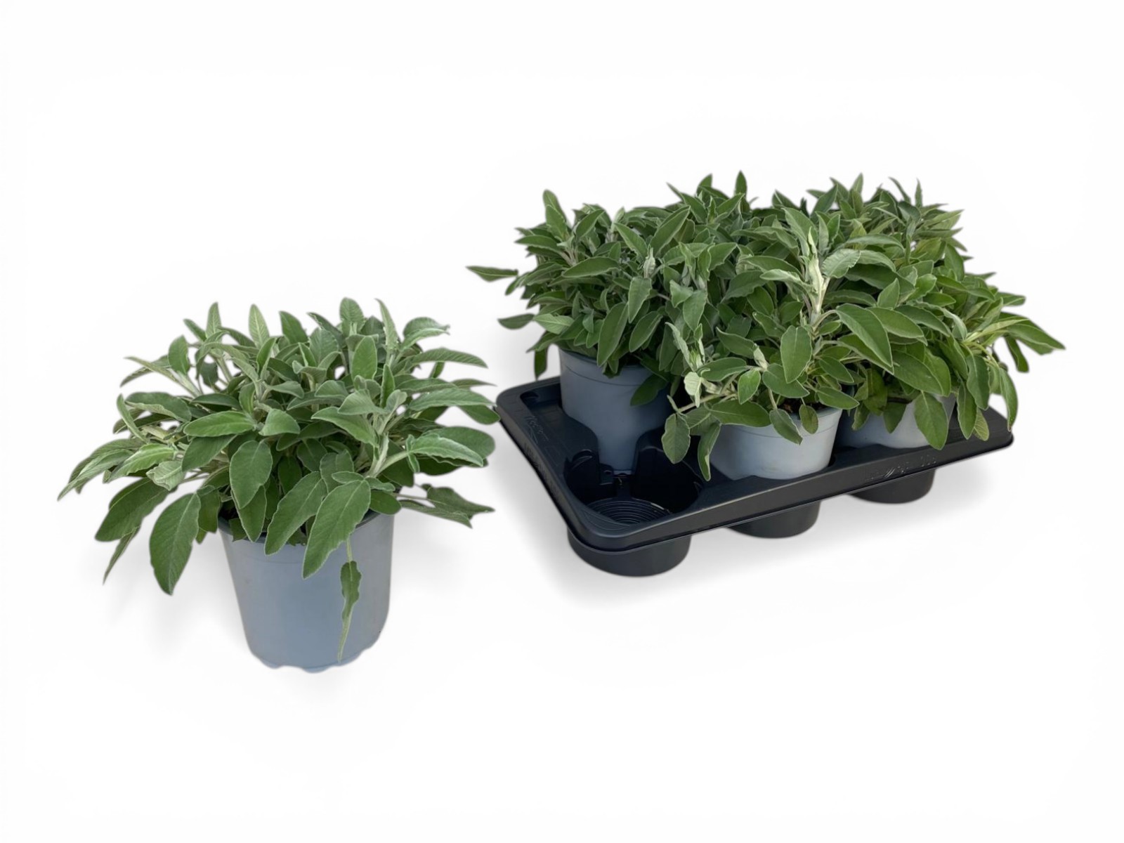 Горшечные цветы и растения оптом Salvia Officinalis от 6шт из Голландии с доставкой по России