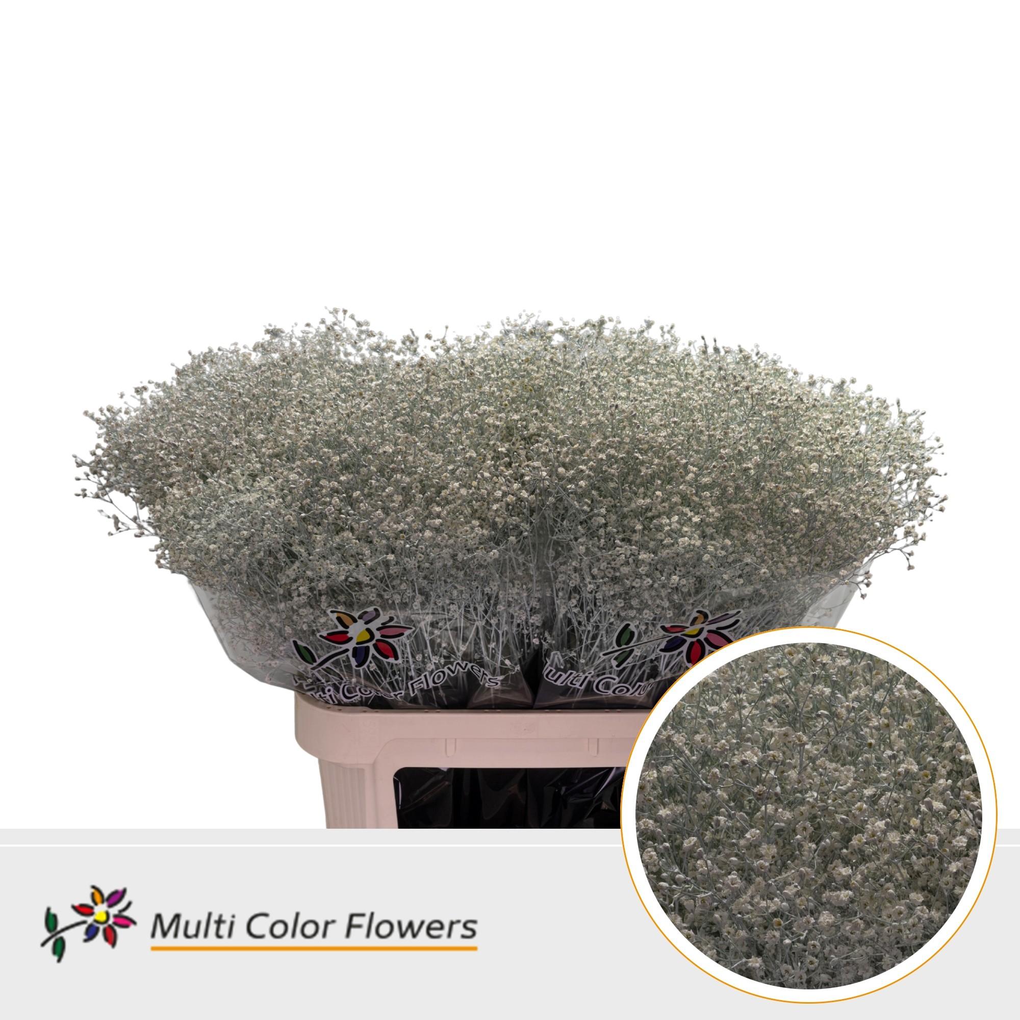 Срезанные цветы оптом Gyps fine paint white от 50шт из Голландии с доставкой по России