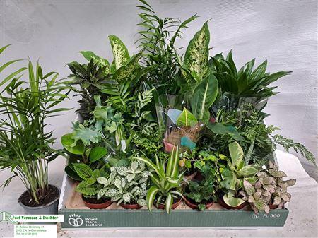 Горшечные цветы и растения оптом Kamerplanten Gemengd 24 Srt от 24шт (для телеги) из Голландии с доставкой по России