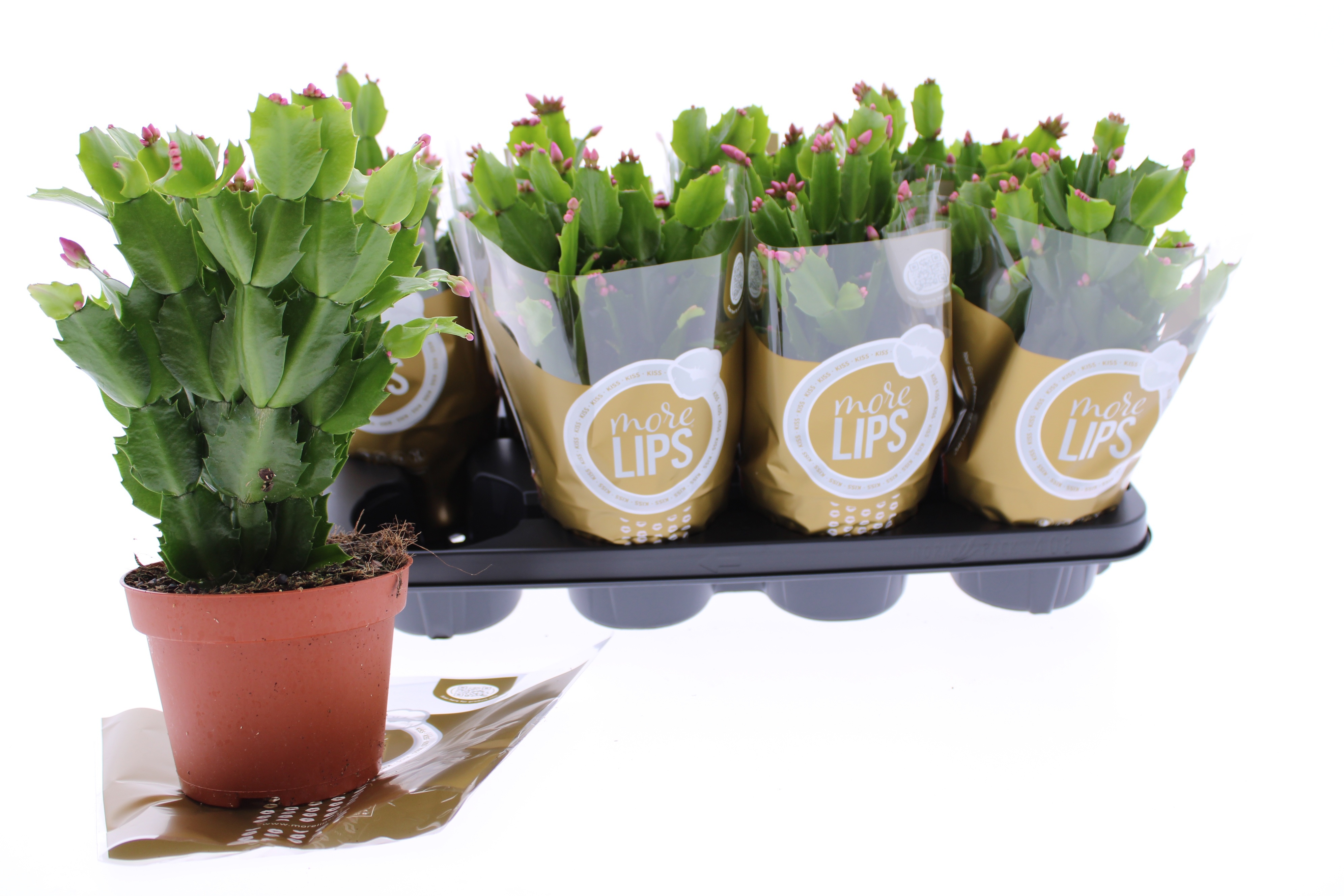 Горшечные цветы и растения оптом Schlumb Ov от 8шт из Голландии с доставкой по России