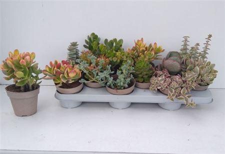 Горшечные цветы и растения оптом Crass Gem от 12шт из Голландии с доставкой по России