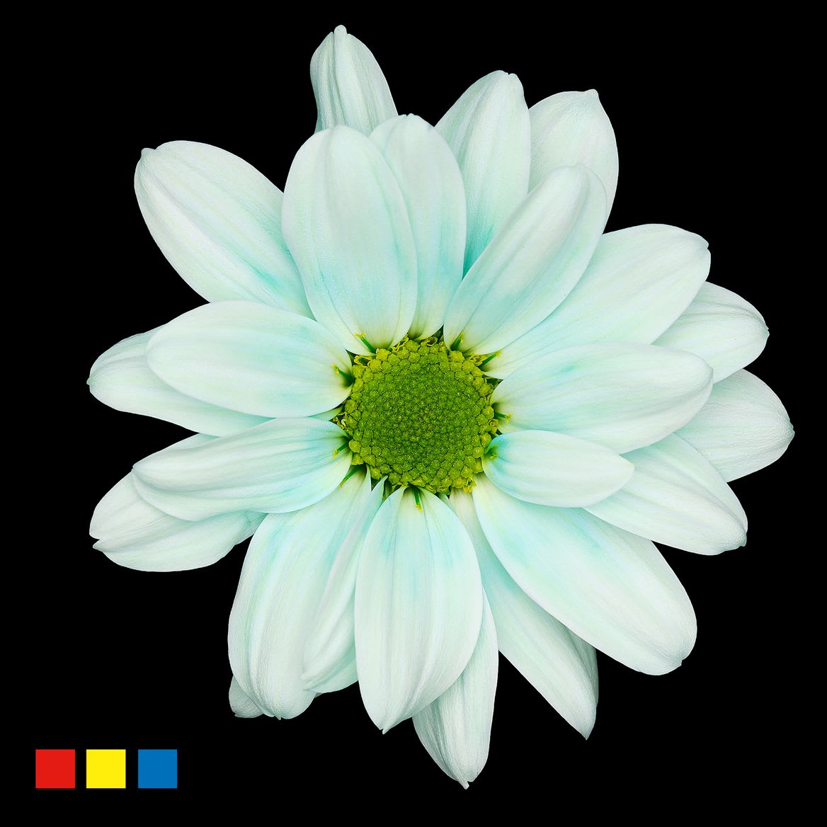 Срезанные цветы оптом Chrys sp paint kennedy pastel mint от 40шт из Голландии с доставкой по России