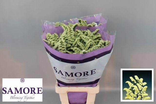 Срезанные цветы оптом Statice yellow sun birds от 50шт из Голландии с доставкой по России