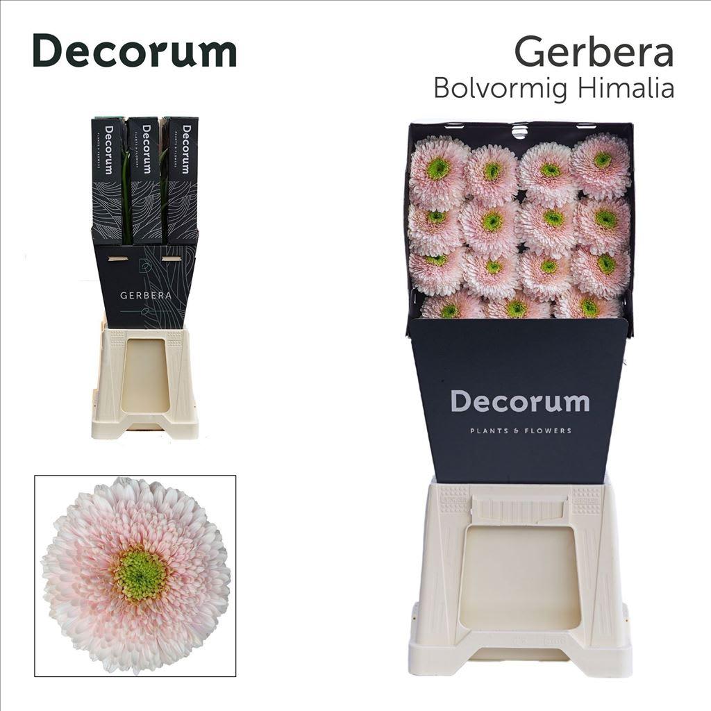 Срезанные цветы оптом Gerbera diamond terra himalia от 45шт из Голландии с доставкой по России
