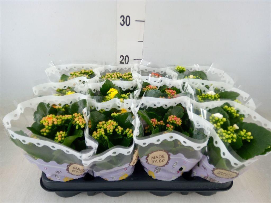 Горшечные цветы и растения оптом Kalanchoe Blos.   ..rosebud Mix  5 от 12шт (для телеги) из Голландии с доставкой по России