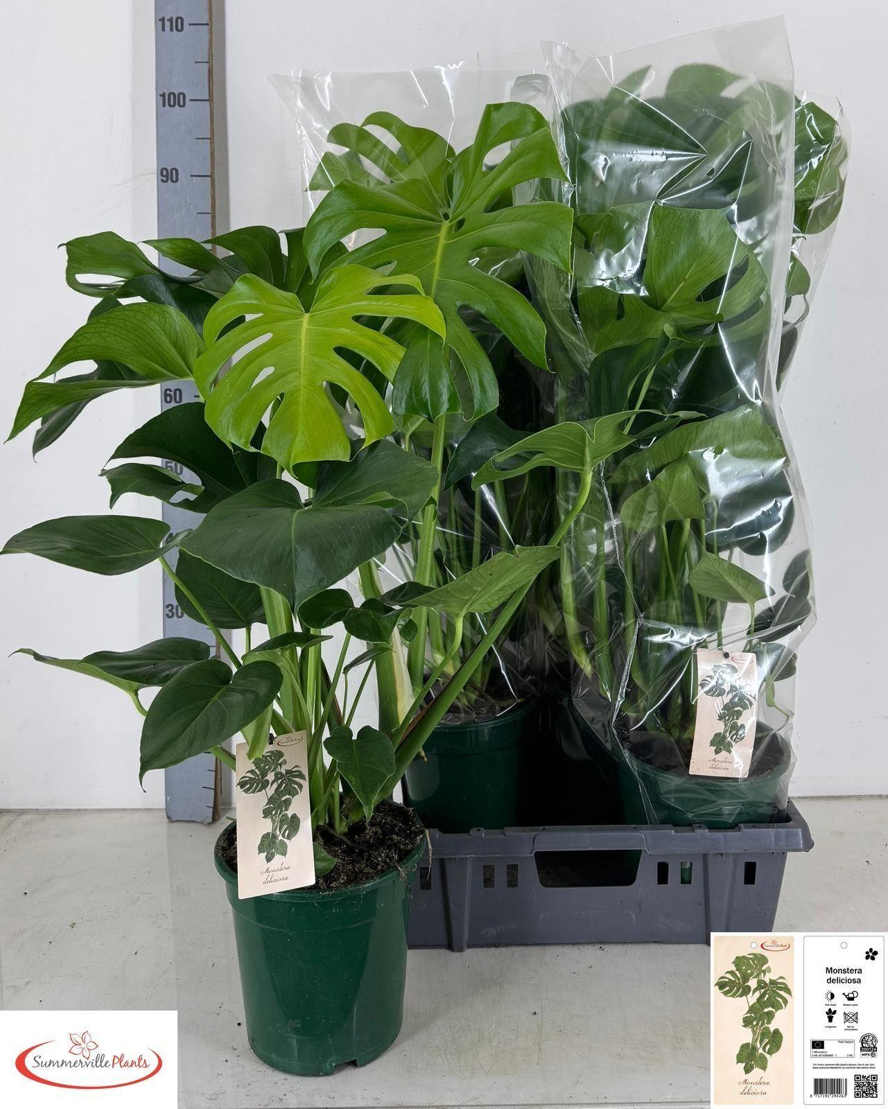 Горшечные цветы и растения оптом Monstera Deliciosa от 4шт из Голландии с доставкой по России